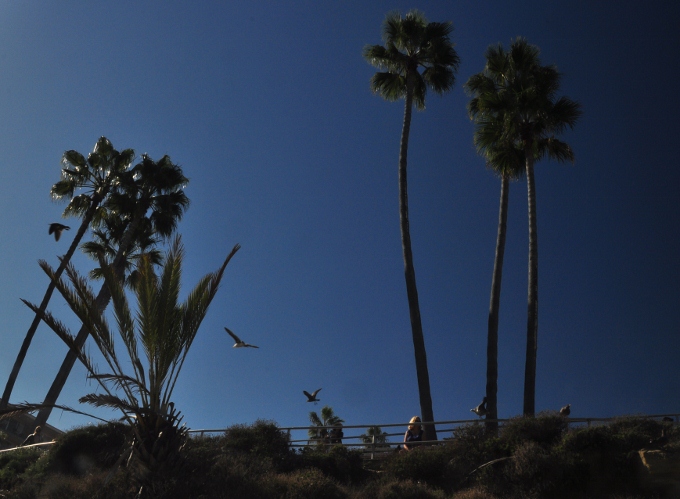 palms in park